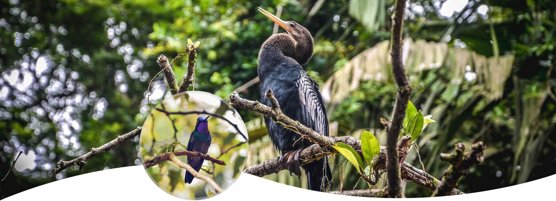 birdwatching