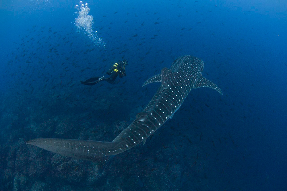 COCOS ISLAND DIVING TOUR Ecogetaways
